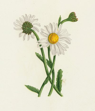 白いオックスアイ、菊Leucanthemum 作： English School